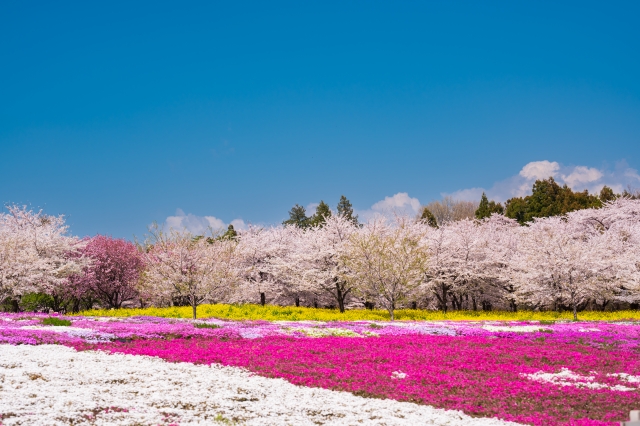 桜と幸せ